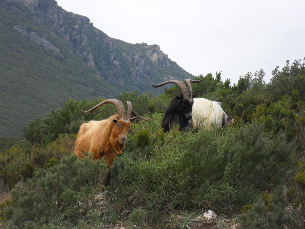 Gite U Licetu A La Campagne Oreta Exterior photo